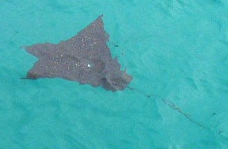 Spotted Eagle Ray