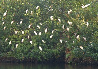 An Egret rookery near Portobello, Panama