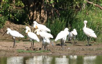 White (Eurasian) Spoonbills in Yala National Park