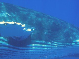 Chris gets a shot of the eye of a humpback whale, in Vava'u, Tonga