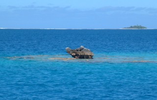 One of hundreds of Tuamotu bommies, this one with a bit of exposed coral