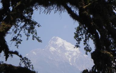 Mountain view framed by the forest