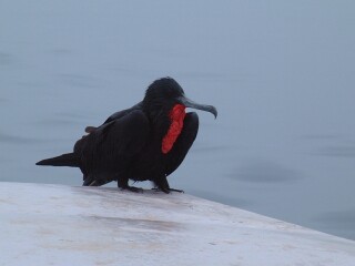 A male Magnificent Frigatebird rests on the stern cabin of Lobo de Mar