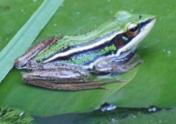 Green and black frog, Penang, Malaysia