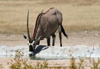 Beautiful gemsbok, found in Etosha N. Park, Namibia