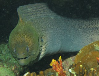 A giant moray peers out at Christopher, the photographer