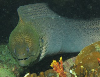 Giant Moray, Thailand