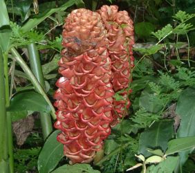 Wild ginger flower, in lowland rainforest