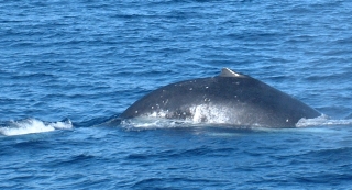 The Humpback's Hump