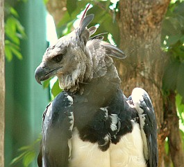 A Harpy Eagle in the botanic gardens of Panama