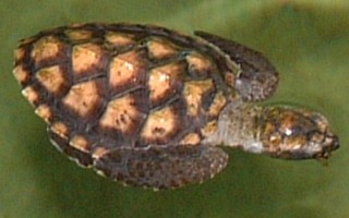 A very young Hawksbill Turtle, being raised at Kula Eco Center.