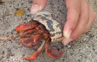 There were LOTS of hermit crabs on Blanquilla