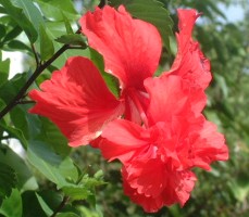 Hibiscus Flower