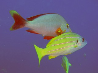 Bright, colorful fish swam by just a few feet away!