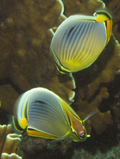 Hello, Indian Redfin Butterflyfish 