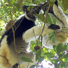 Indris in the trees, Madagascar