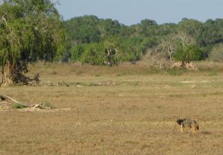 A Golden Jackal blends into the grassland. 