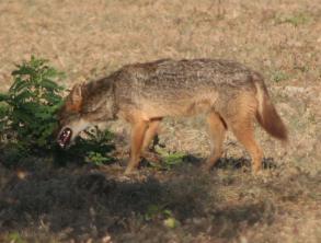 A Jackal checks a bush for small prey. 