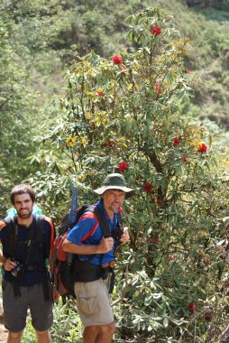 Blooming Rhodies along the trail