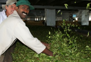 Jon and Guide at the tea withering station in Dambatenne factory