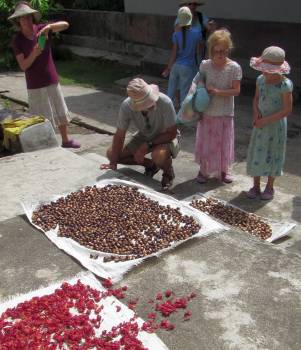 Nutmeg and mace drying in Banda Neira
