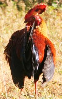 The bright Sri Lanka Junglefowl