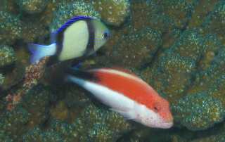 Lovely Indian Dascyllus & Freckled Hawkfish