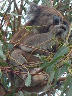 Koala above our tent