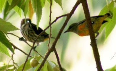 Small birds near Taman Negara, Malaysia. No ID. Help?