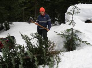 LJ slays a wild Christmas tree in the Cascades