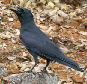 Large-billed crow, in tea fields.