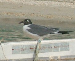 Laughing Gull, St. Vincent