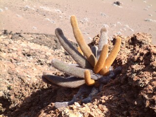 Orange and grey lava cactus are some of the first plants to inhabit a new lava flow.