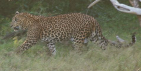 Leopard stalking a water-buffalo, but he didn't try very hard