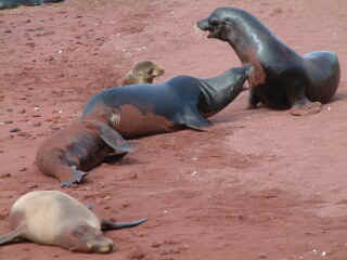Two bull sea lions argue about just whose beach this is, and whose harem.