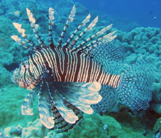 Common Lionfish, Tonga