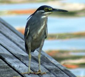 Little Heron Butorides striata, in Malaysia