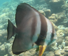 Longfin Spadefish hung out under Ocelot
