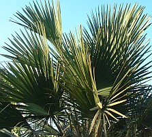 A rich brown sugar confection is made from the sap of the Lontar palm