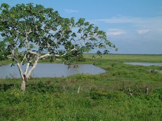Water and grass-lands, typical of Los Llanos