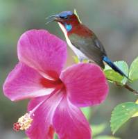 Sunbird in El Nido, Palawan, Philippines