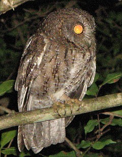 Madagascar Scops Owl