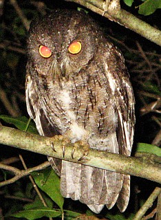 Madagascar Scops Owl