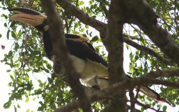 Malabar Pied Hornbill