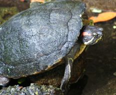 A very colorful turtle of Se Asia