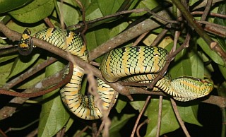 Younger color variant of the Wagler's Pit Viper