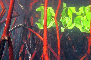 Mangroves shelter orbicular cardinalfish.  Find them?