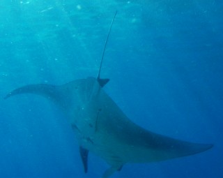 Giant Manta Rays are magnificent creatures