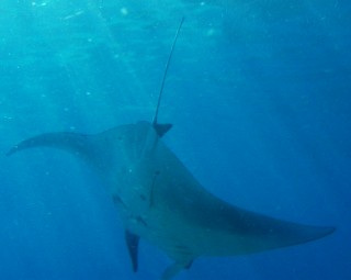 We were able to swam with the manta rays