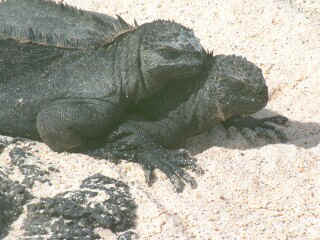 Friends Forever -- Marine Iguana-style